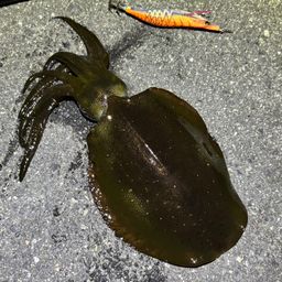 アオリイカ
