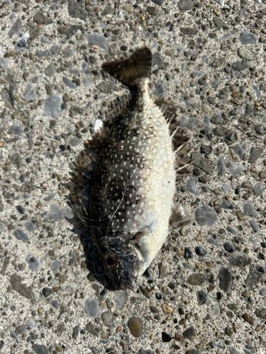 アイゴの釣果