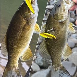 スモールマウスバス