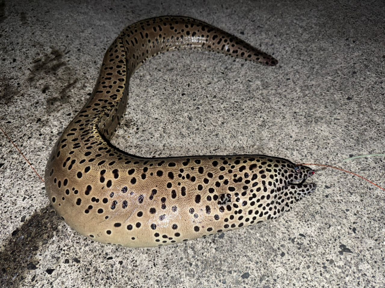 ウツボ