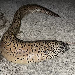ウツボ