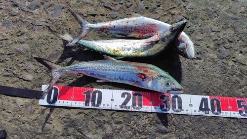 サゴシの釣果