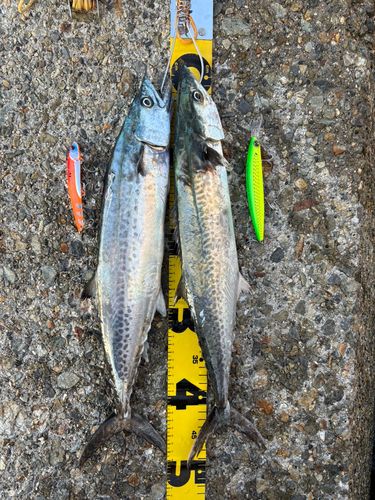 サゴシの釣果