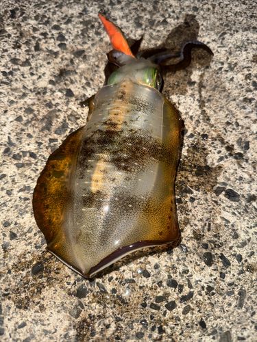アオリイカの釣果