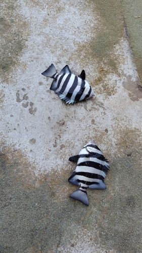 サンバソウの釣果