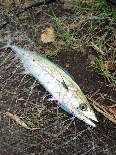 サゴシの釣果
