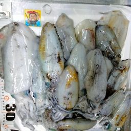 アオリイカ