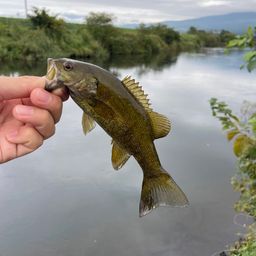 スモールマウスバス