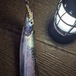 タチウオ