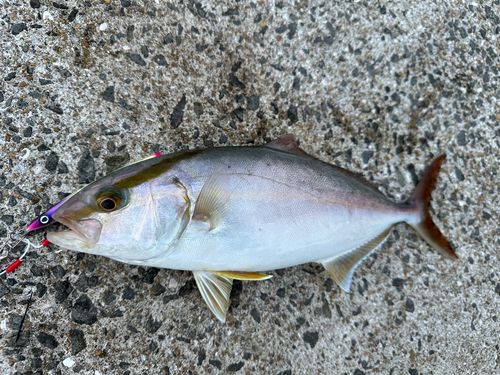 ネリゴの釣果