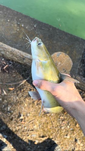 アメリカナマズの釣果