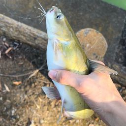 アメリカナマズ