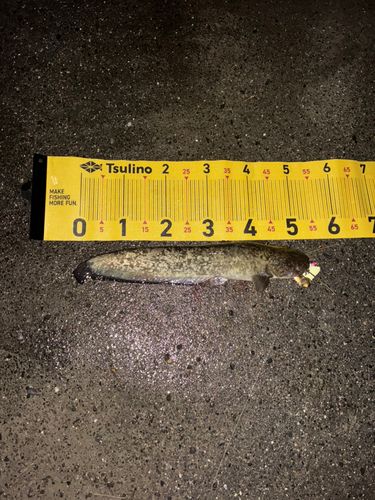 マナマズの釣果