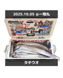 タチウオの釣果