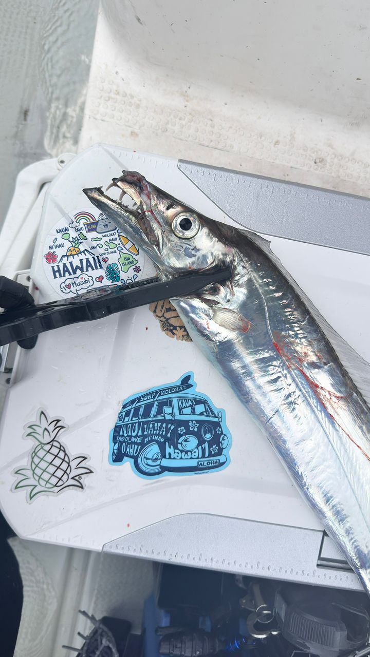 タチウオ