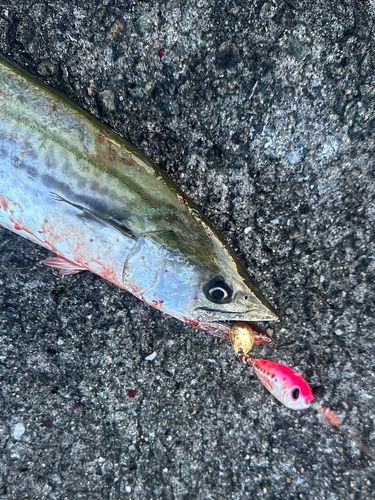 サゴシの釣果