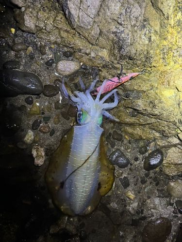 アオリイカの釣果