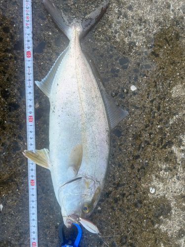 ネリゴの釣果