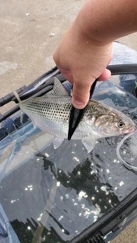 コノシロの釣果