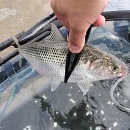 コノシロ