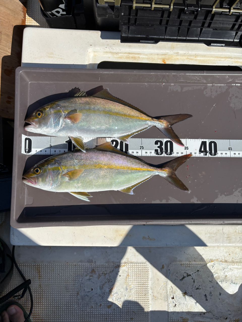 シマノ　21ゲームタイプlj s65-0/FS Shimano 21 Game Type LJ S65-00/FS – JDM TACKLE HEAVEN