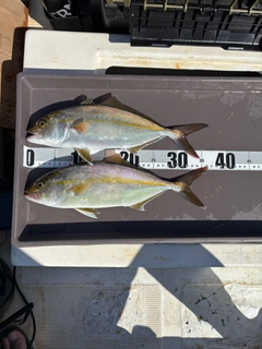 ネリゴの釣果
