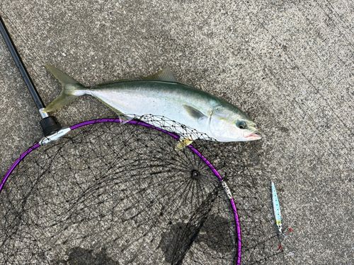 イナダの釣果