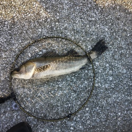 マルスズキの釣果