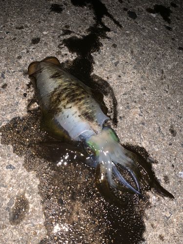 アオリイカの釣果