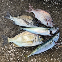 サバの釣果