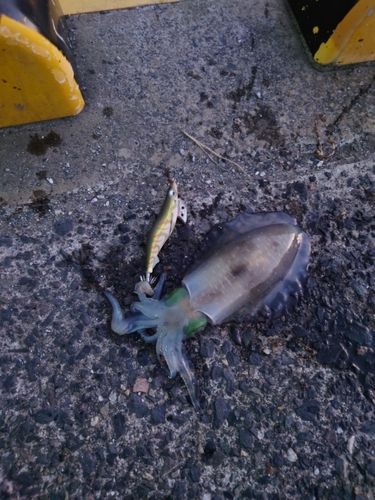 アオリイカの釣果