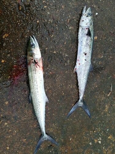 サゴシの釣果