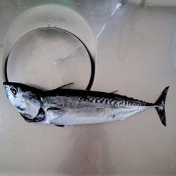 ソウダガツオ