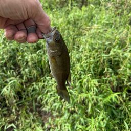 スモールマウスバス