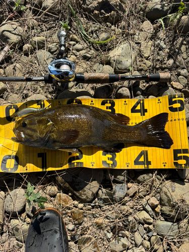 スモールマウスバスの釣果