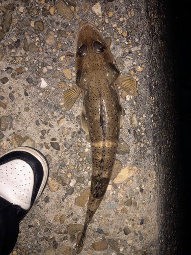 イネゴチの釣果