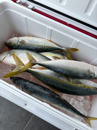 イナダの釣果