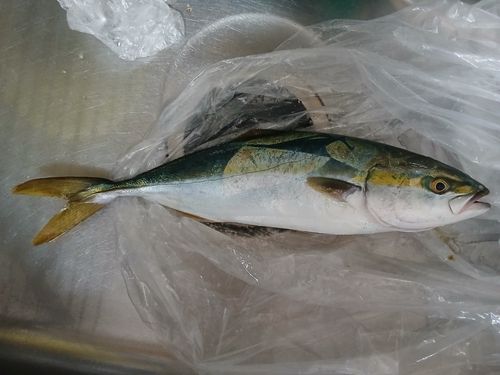 ヤズの釣果