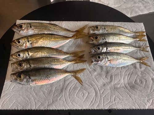アジの釣果