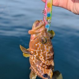 アコウ
