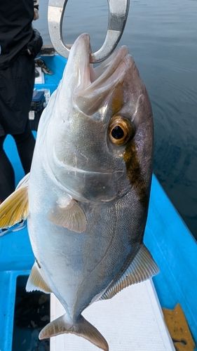 ネリゴの釣果