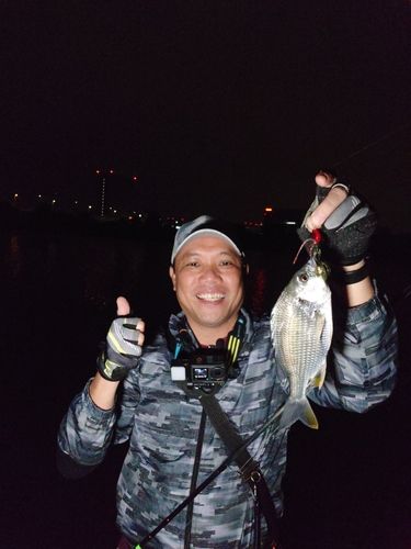 キビレの釣果