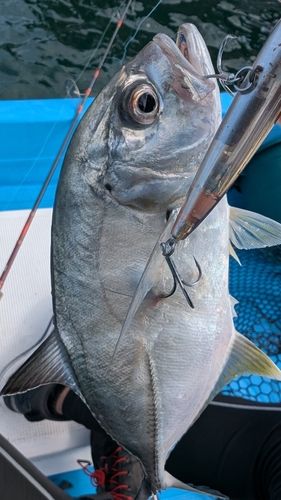 メッキの釣果