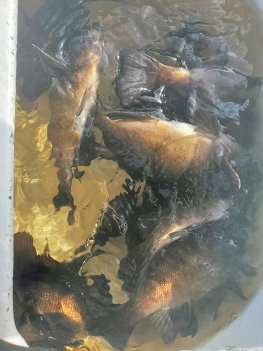 シロメバルの釣果
