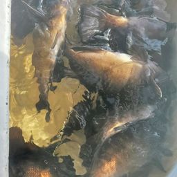 シロメバル