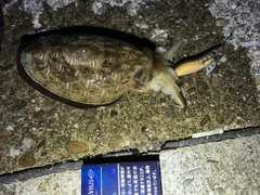 コウイカの釣果