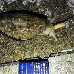 コウイカ