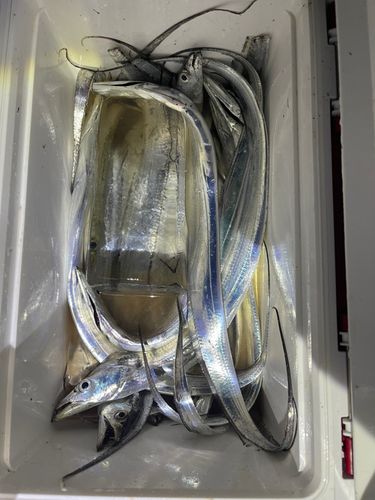 タチウオの釣果