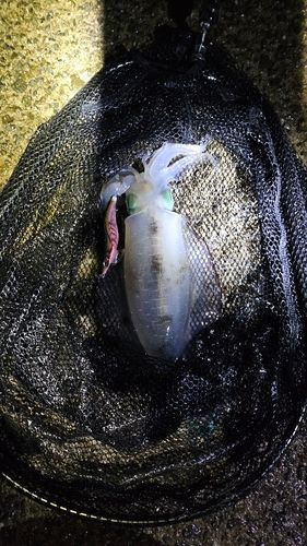 釣果