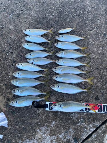 アジの釣果